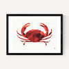 Crabs Tale