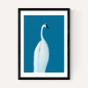 Swan Maybe
