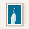 Swan Maybe