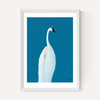 Swan Maybe