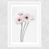 Gerbera Daisy (Pink) Wide White Frame