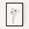 Gerbera Daisy (Pink)