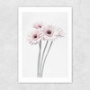 Gerbera Daisy (Pink) Unframed Print