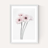 Gerbera Daisy (Pink)