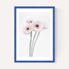 Gerbera Daisy (Pink)
