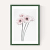 Gerbera Daisy (Pink)