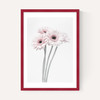 Gerbera Daisy (Pink)