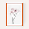 Gerbera Daisy (Pink)
