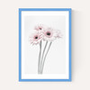 Gerbera Daisy (Pink)