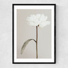 White Peony II Narrow Black Frame