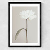 White Peony II Medium Black Frame
