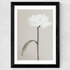 White Peony II Wide Black Frame