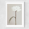 White Peony II Medium White Frame