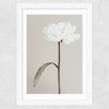 White Peony II Wide White Frame