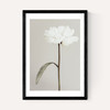 White Peony II
