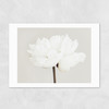White Bloom Serenity Unframed Print
