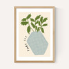 Parsley Plant