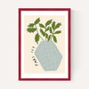 Parsley Plant