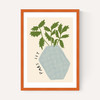 Parsley Plant