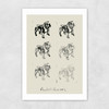 Bulldog II Unframed Print