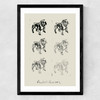Bulldog II Medium Black Frame