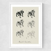 Bulldog II Medium White Frame