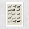 Doxie II Unframed Print
