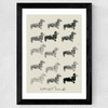 Doxie II Wide Black Frame