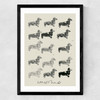 Doxie II Medium Black Frame