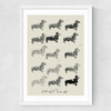 Doxie II Medium White Frame