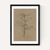Eucalyptus Sapling