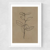 Eucalyptus Sapling Medium White Frame
