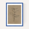 Eucalyptus Sapling