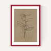 Eucalyptus Sapling