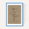 Eucalyptus Sapling