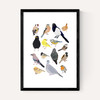 Birds In Glasses