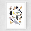 Birds In Glasses Medium White Frame