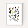 Birds In Glasses