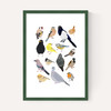Birds In Glasses