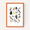 Birds In Glasses