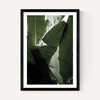 Banana Beach Palm