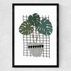 Monstera