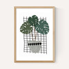 Monstera
