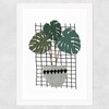 Monstera