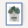 Monstera