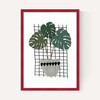 Monstera