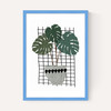 Monstera