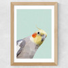 Cockatiel Wide Oak Frame