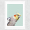 Cockatiel Wide White Frame