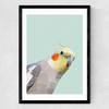 Cockatiel Medium Black Frame